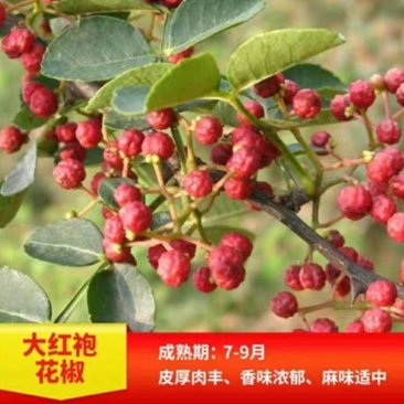 花椒树苗大红袍花椒苗盆栽地栽苗南方北方种植庭院