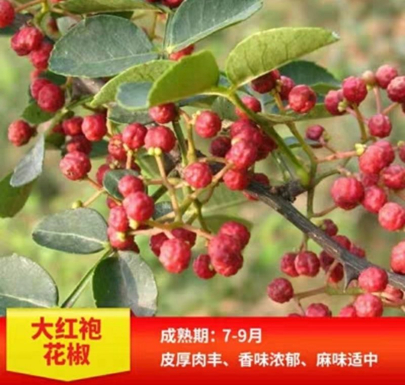 花椒树苗大红袍花椒苗盆栽地栽苗南方北方种植庭院