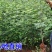 花椒树苗大红袍花椒苗盆栽地栽苗南方北方种植庭院