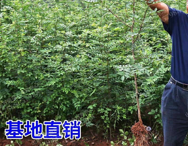 花椒树苗大红袍花椒苗盆栽地栽苗南方北方种植庭院