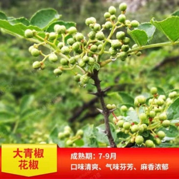 大青椒花椒苗盆栽地栽苗南方北方种植庭院