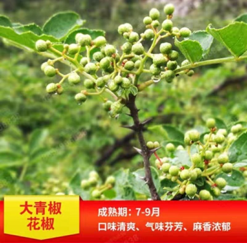 大青椒花椒苗盆栽地栽苗南方北方种植庭院