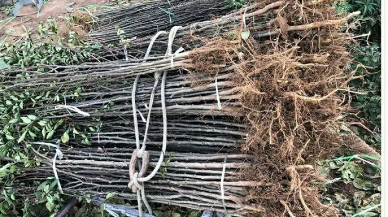大青椒花椒苗盆栽地栽苗南方北方种植庭院