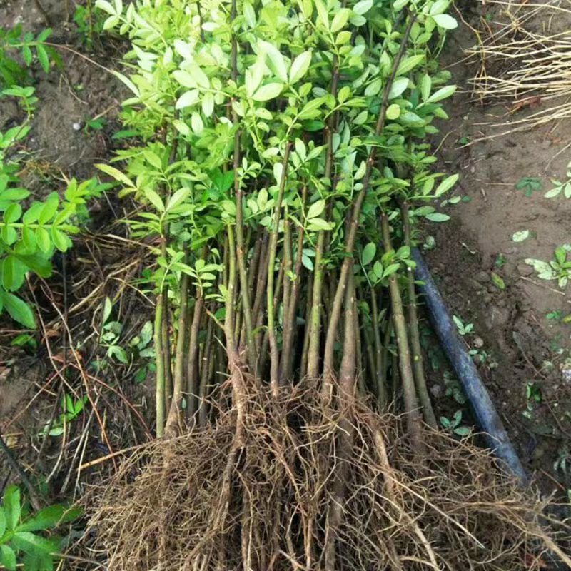 大青椒花椒苗盆栽地栽苗南方北方种植庭院
