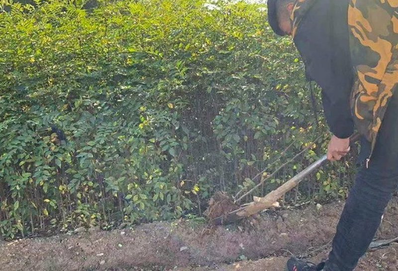 大青椒花椒苗盆栽地栽苗南方北方种植庭院