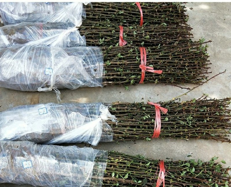 大青椒花椒苗盆栽地栽苗南方北方种植庭院