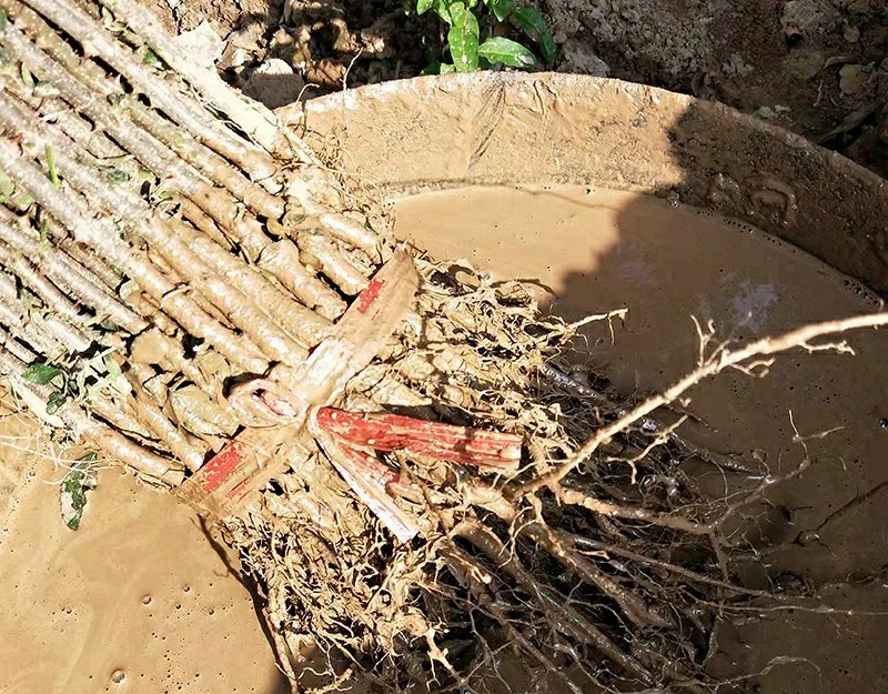 大青椒花椒苗盆栽地栽苗南方北方种植庭院