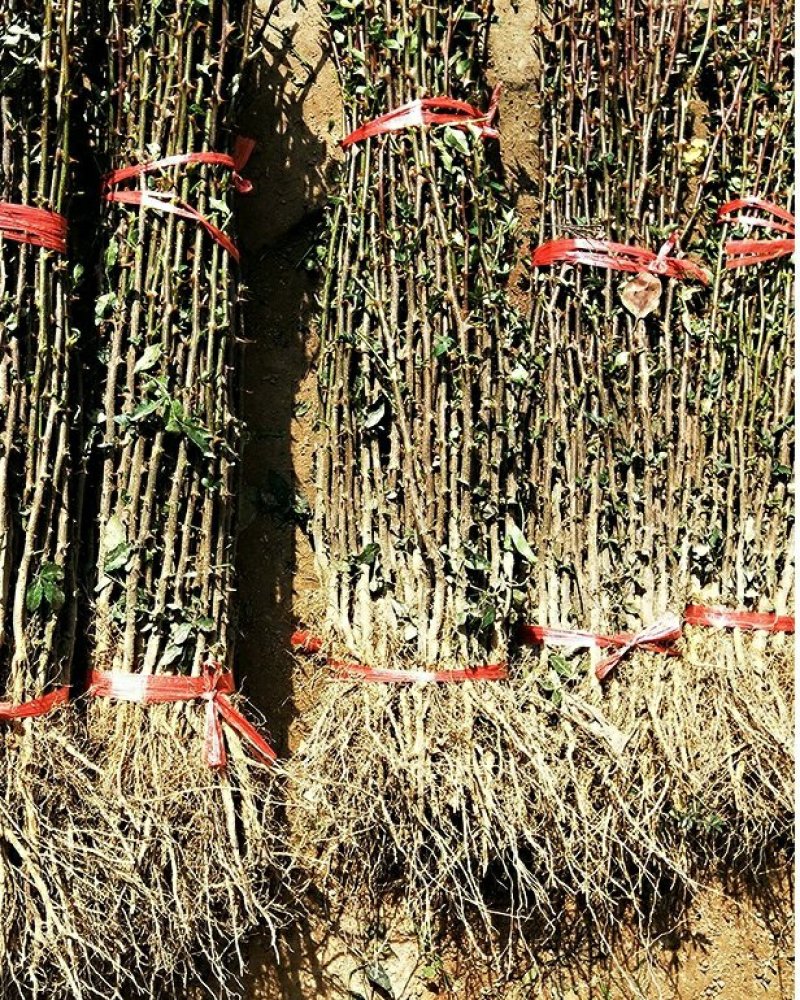 大青椒花椒苗盆栽地栽苗南方北方种植庭院