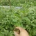 黄金百香果香蜜百香果绿皮百香果蜂蜜味百香果品种齐全