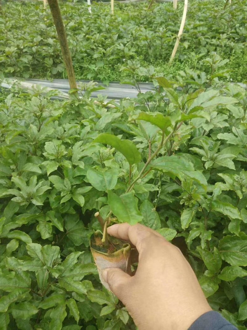 黄金百香果香蜜百香果绿皮百香果蜂蜜味百香果品种齐全