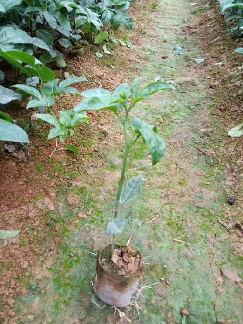 黄金百香果香蜜百香果绿皮百香果蜂蜜味百香果品种齐全