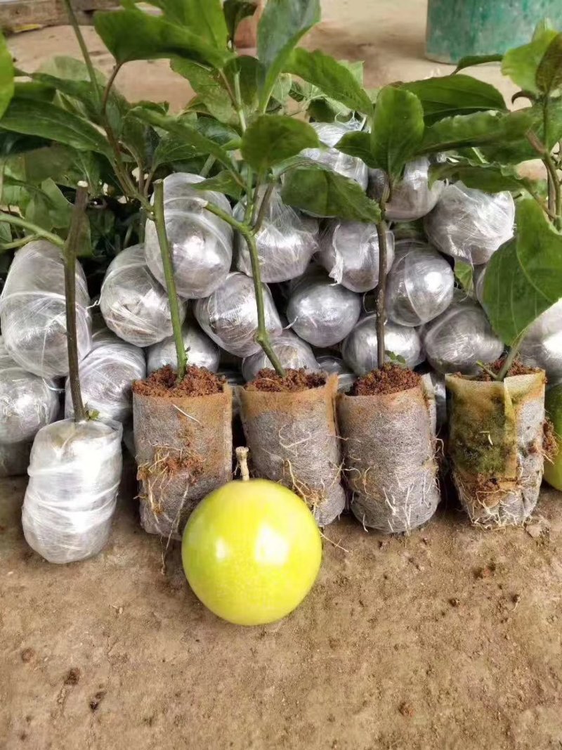 黄金百香果香蜜百香果绿皮百香果蜂蜜味百香果品种齐全