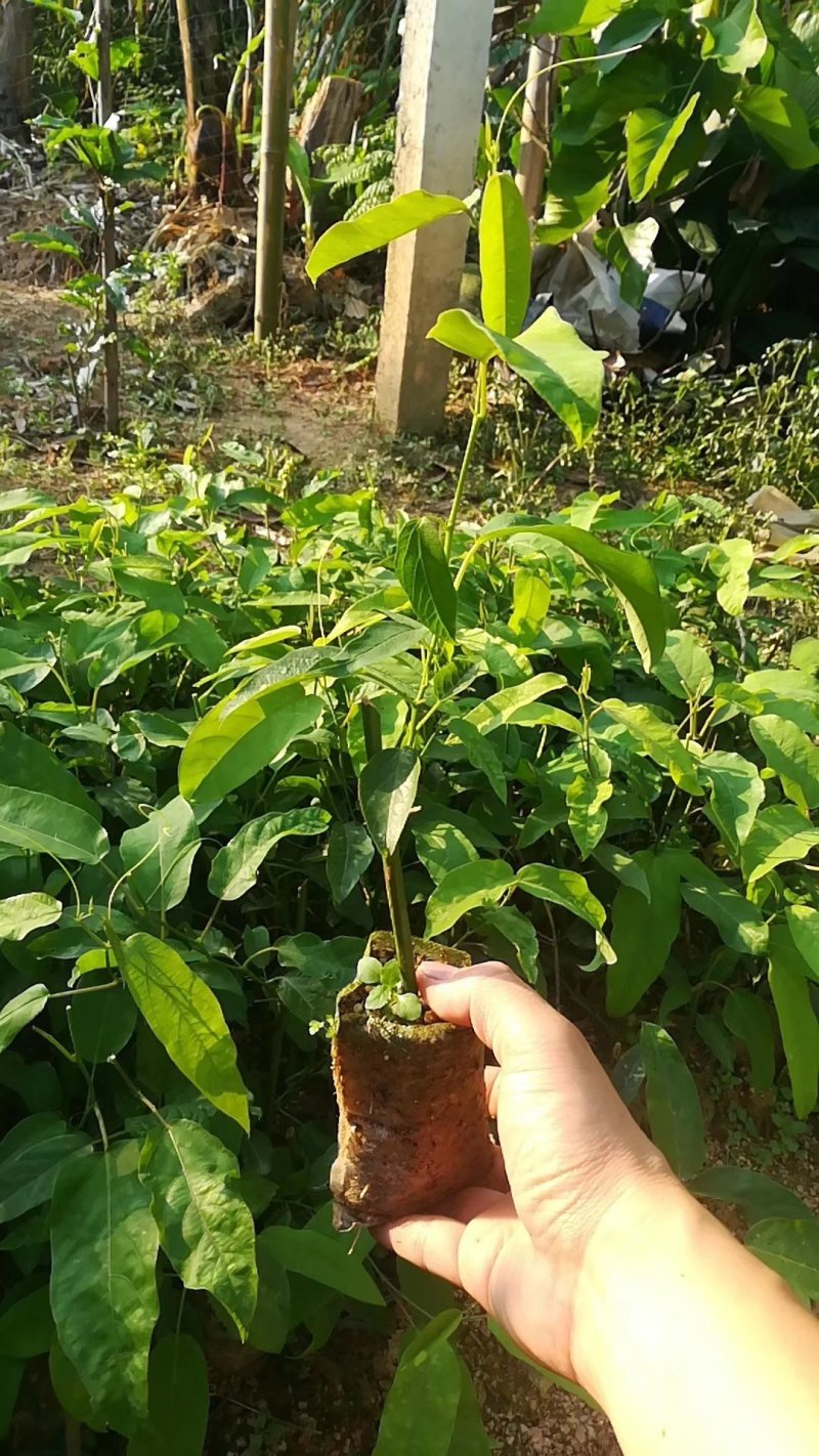黄金百香果香蜜百香果绿皮百香果蜂蜜味百香果品种齐全