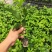 黄金百香果香蜜百香果绿皮百香果蜂蜜味百香果品种齐全