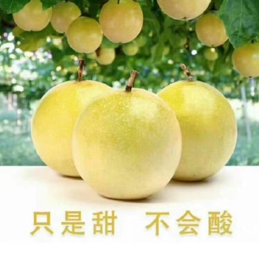 黄金百香果香蜜百香果绿皮百香果蜂蜜味百香果品种齐全