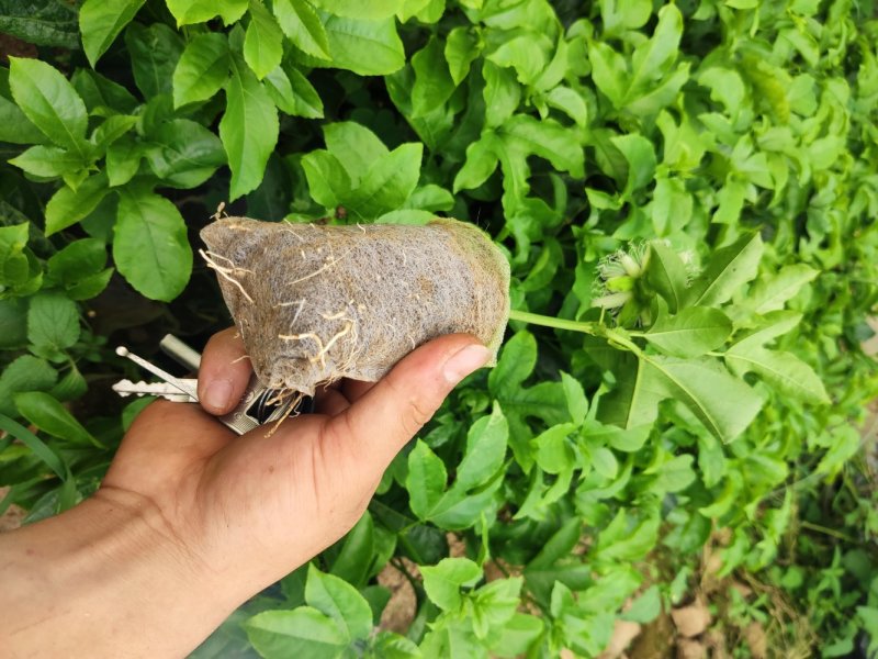 黄金百香果香蜜百香果绿皮百香果蜂蜜味百香果品种齐全