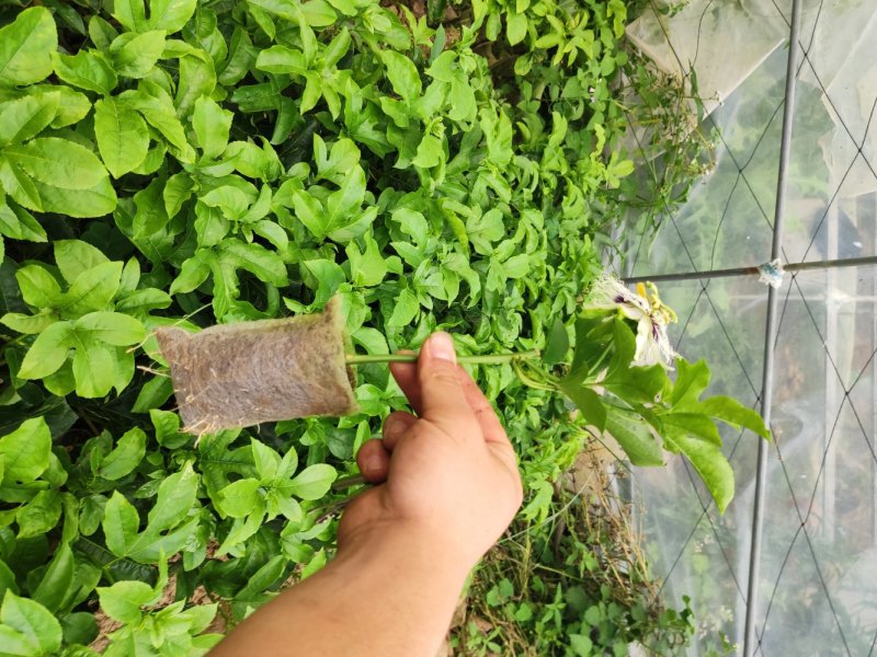 黄金百香果香蜜百香果绿皮百香果蜂蜜味百香果品种齐全