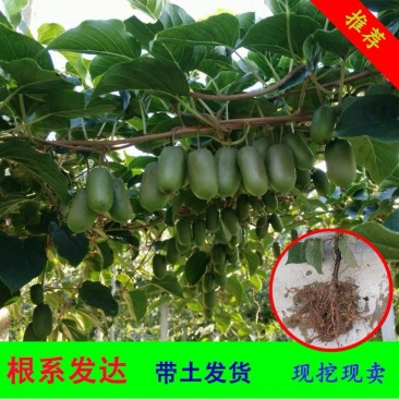猕猴桃树苗嫁接软籽猕猴桃树苗当年结果南北方种植猕猴桃树苗