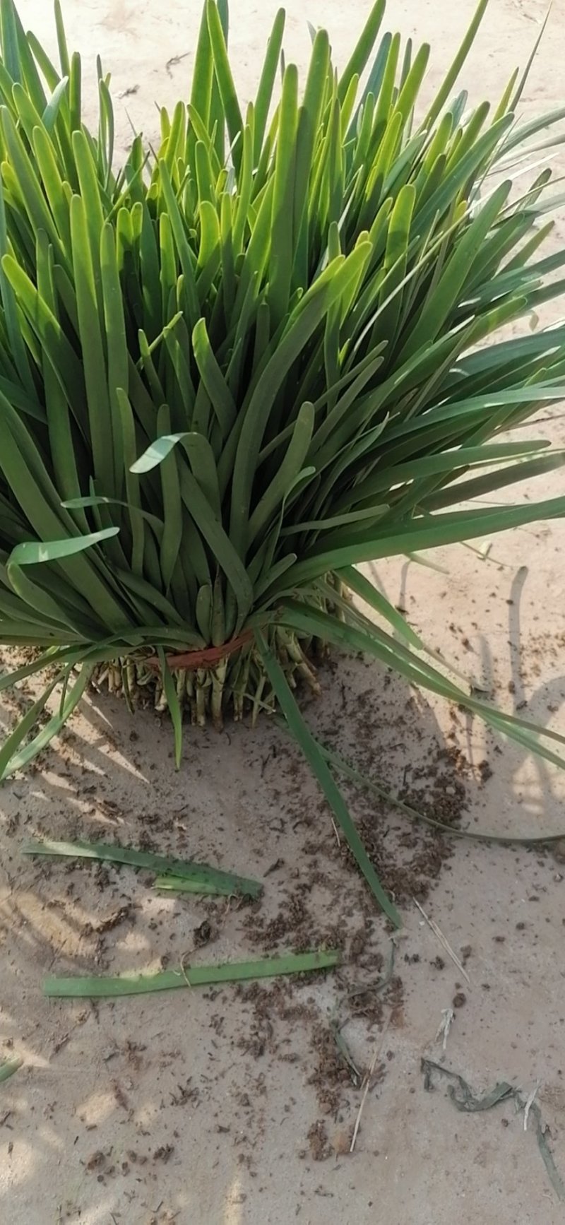 大棚韭菜众志成城关爱武汉