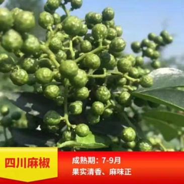 四川麻椒苗盆栽地栽苗南方北方种植庭院花椒苗