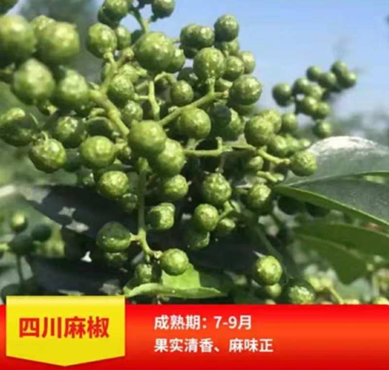 四川麻椒苗盆栽地栽苗南方北方种植庭院花椒苗