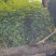 四川麻椒苗盆栽地栽苗南方北方种植庭院花椒苗