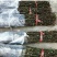 四川麻椒苗盆栽地栽苗南方北方种植庭院花椒苗