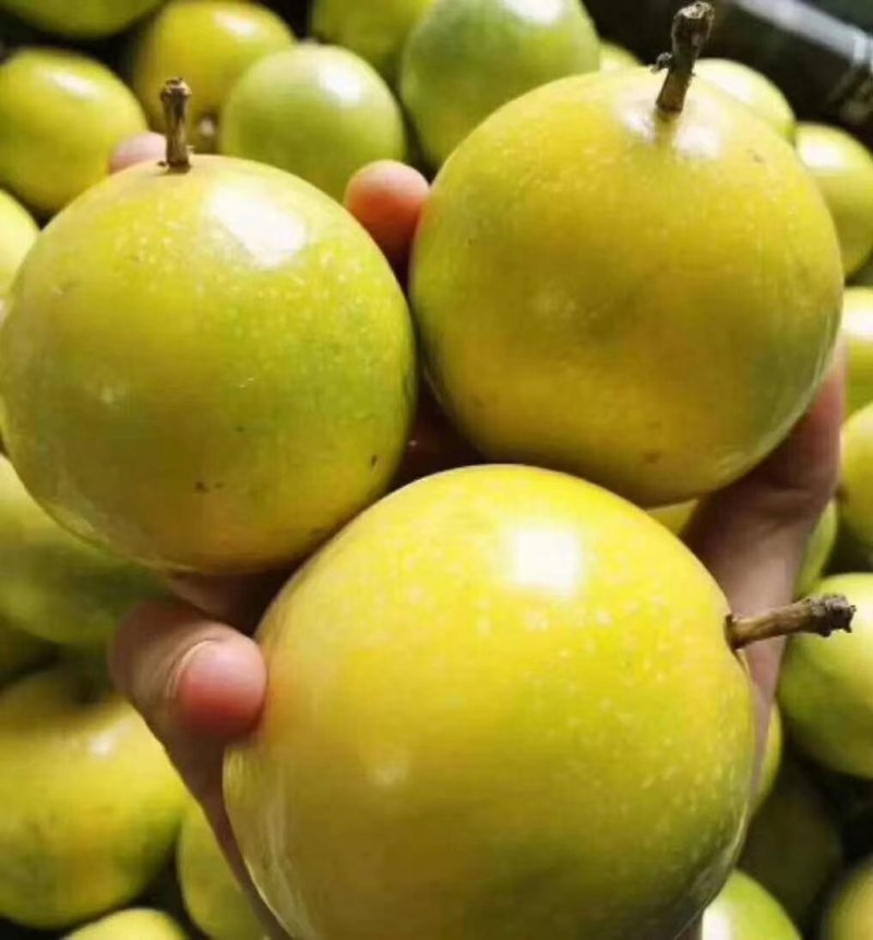 黄金百香果，蜂蜜味，芭乐味都有