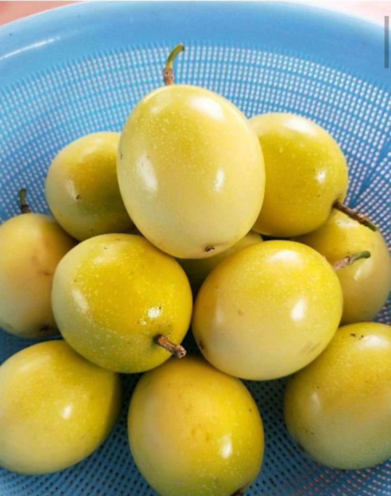 黄金百香果，蜂蜜味，芭乐味都有
