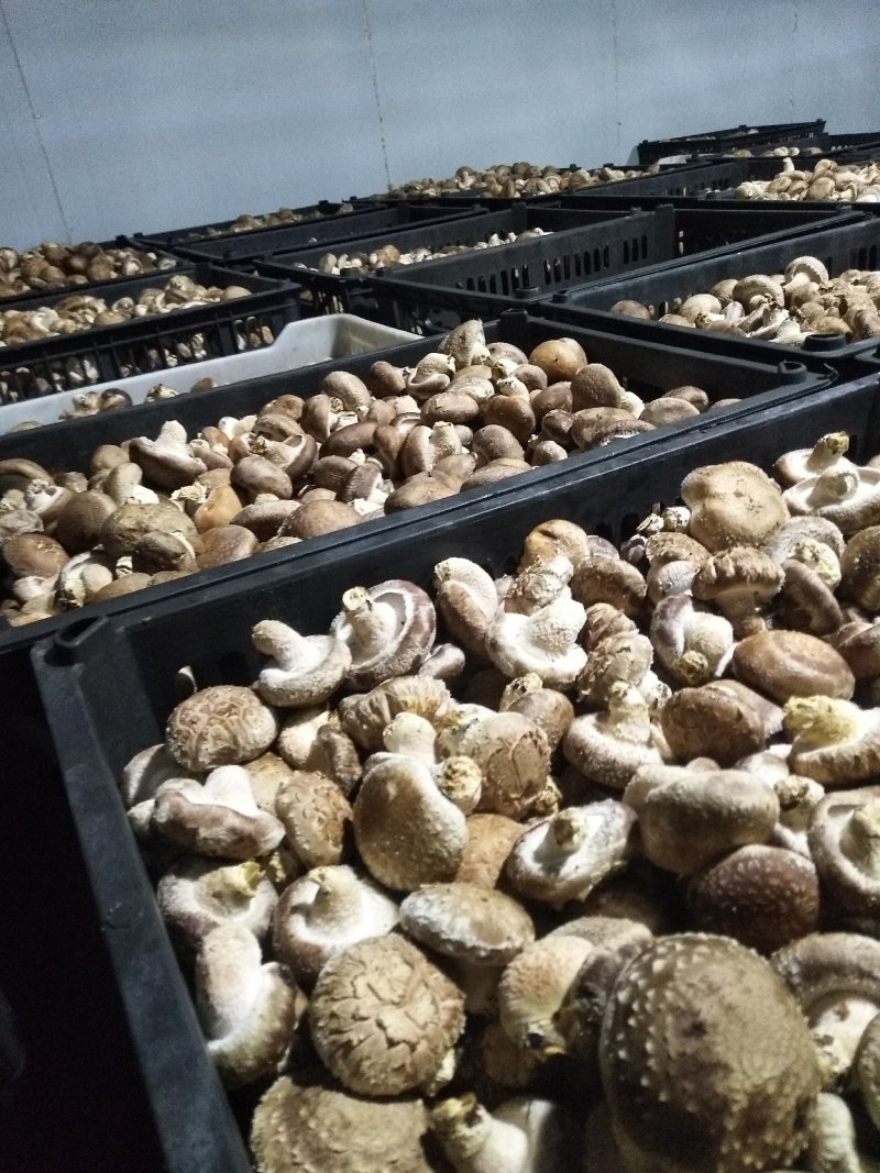 卢鲜香菇氏808鲜香菇通货干货香信菇菌菇食用菌菇类选货都有