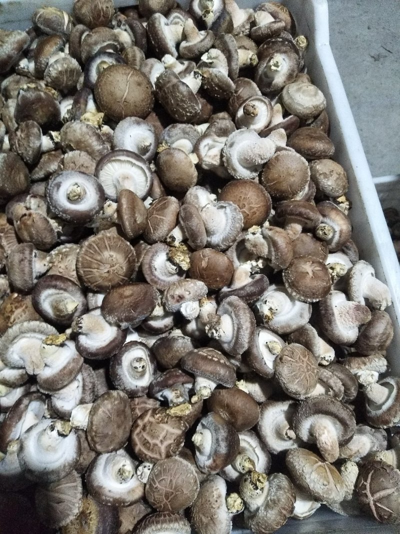 卢鲜香菇氏808鲜香菇通货干货香信菇菌菇食用菌菇类选货都有