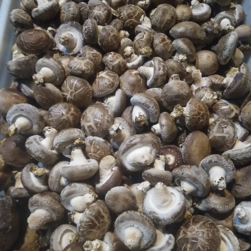 卢鲜香菇氏808鲜香菇通货干货香信菇菌菇食用菌菇类选货都有