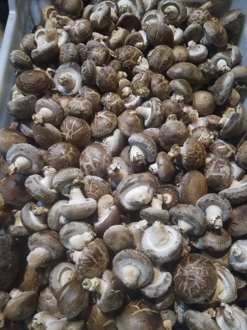 卢鲜香菇氏808鲜香菇通货干货香信菇菌菇食用菌菇类选货都有