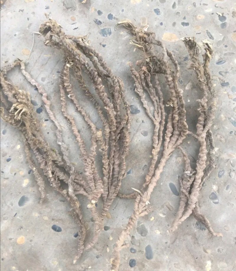 大量供应石菖蒲种苗成品出售