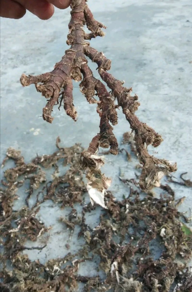 大量供应石菖蒲种苗成品出售