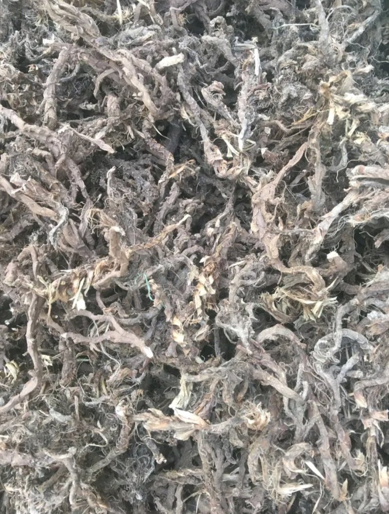 大量供应石菖蒲种苗成品出售