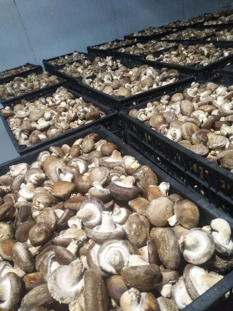 卢鲜香菇氏808鲜香菇通货干货香信菇菌菇食用菌菇类选货都有