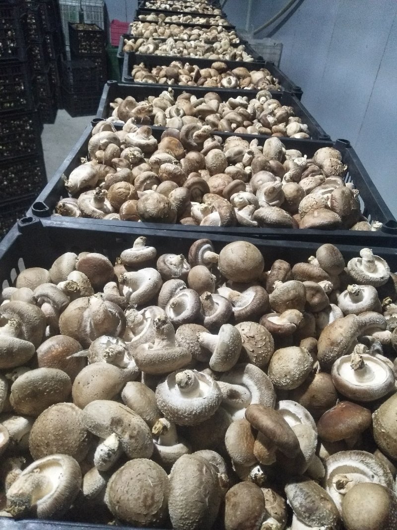 卢鲜香菇氏808鲜香菇通货干货香信菇菌菇食用菌菇类选货都有