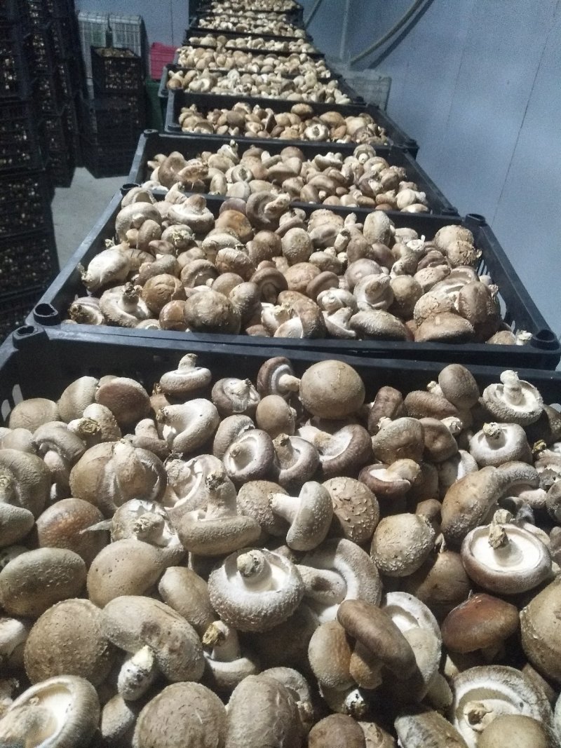 卢鲜香菇氏808鲜香菇通货干货香信菇菌菇食用菌菇类选货都有