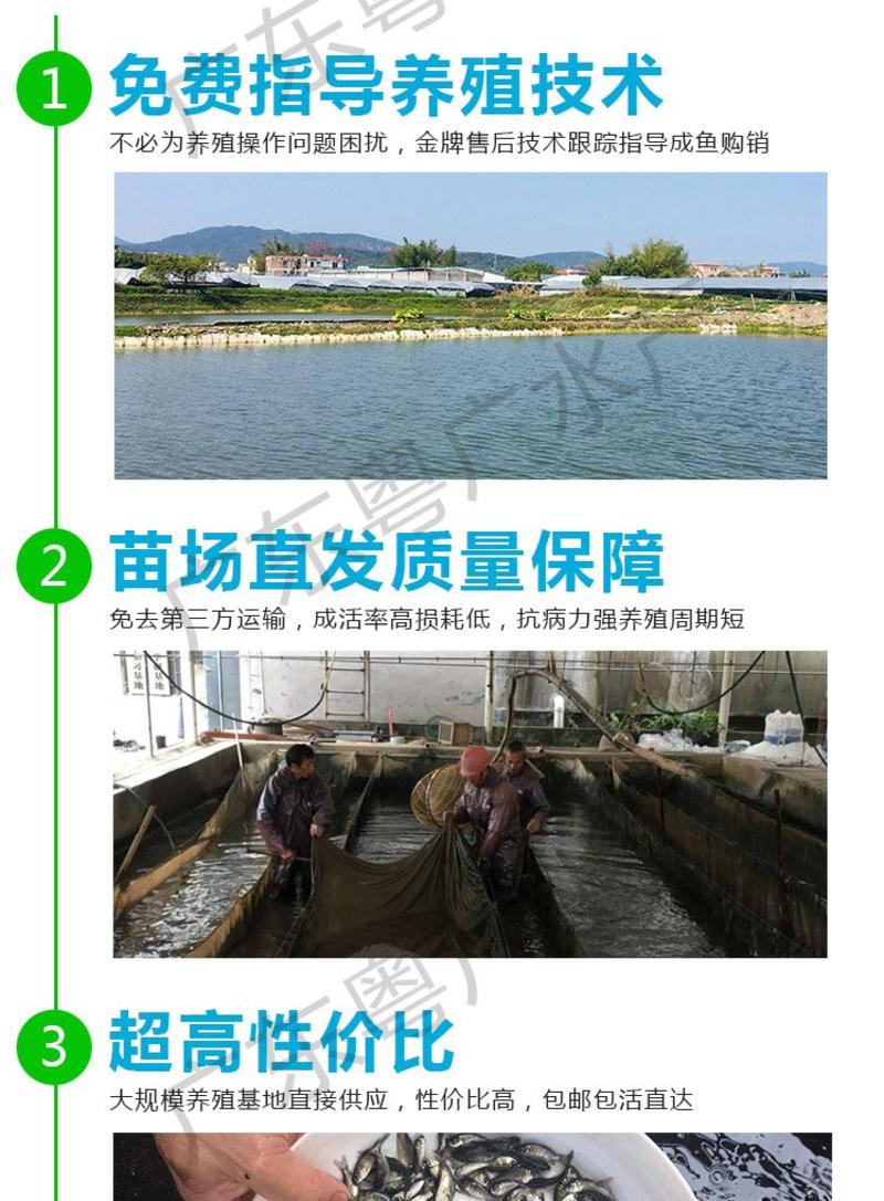 产地直销兴国红鲤鱼苗基地供应全国发货