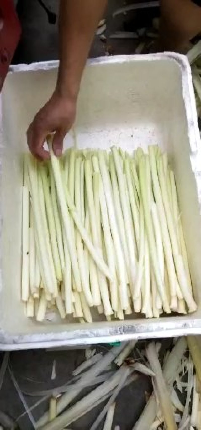 大明湖鲜蒲菜山东特产鲜蒲菜大明湖三白鲁菜代表菜