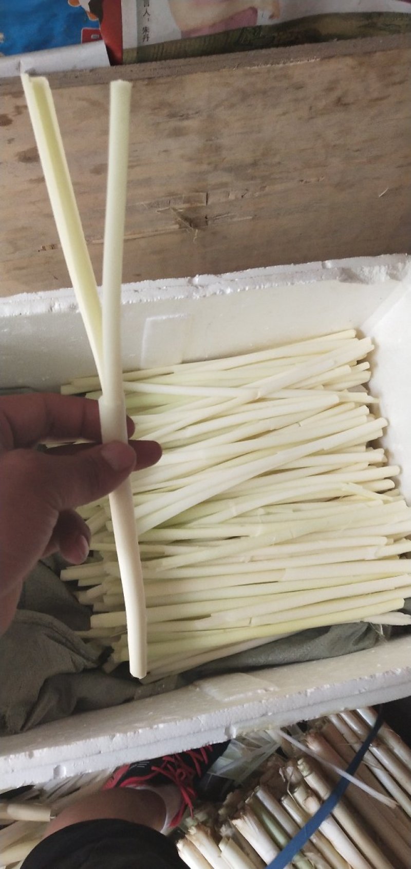 大明湖鲜蒲菜山东特产鲜蒲菜大明湖三白鲁菜代表菜