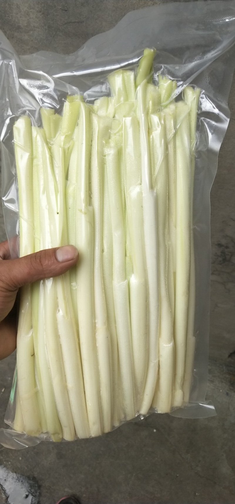 大明湖鲜蒲菜山东特产鲜蒲菜大明湖三白鲁菜代表菜