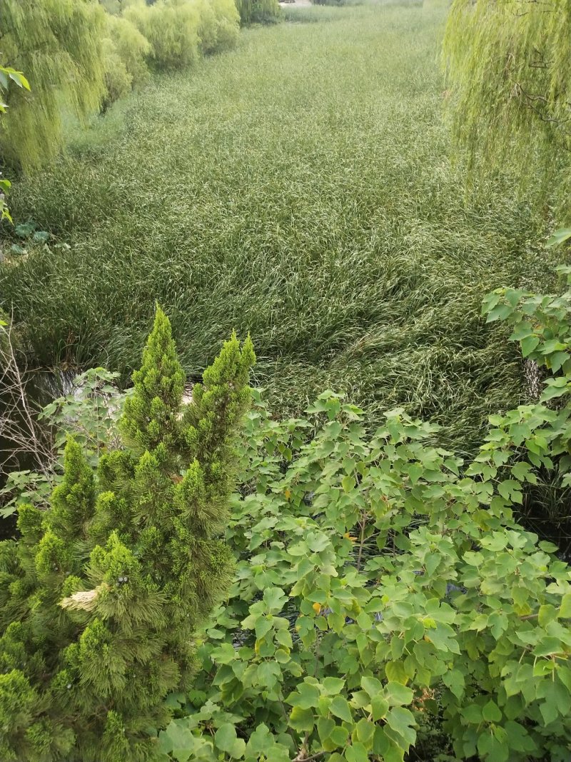 大明湖鲜蒲菜山东特产鲜蒲菜大明湖三白鲁菜代表菜
