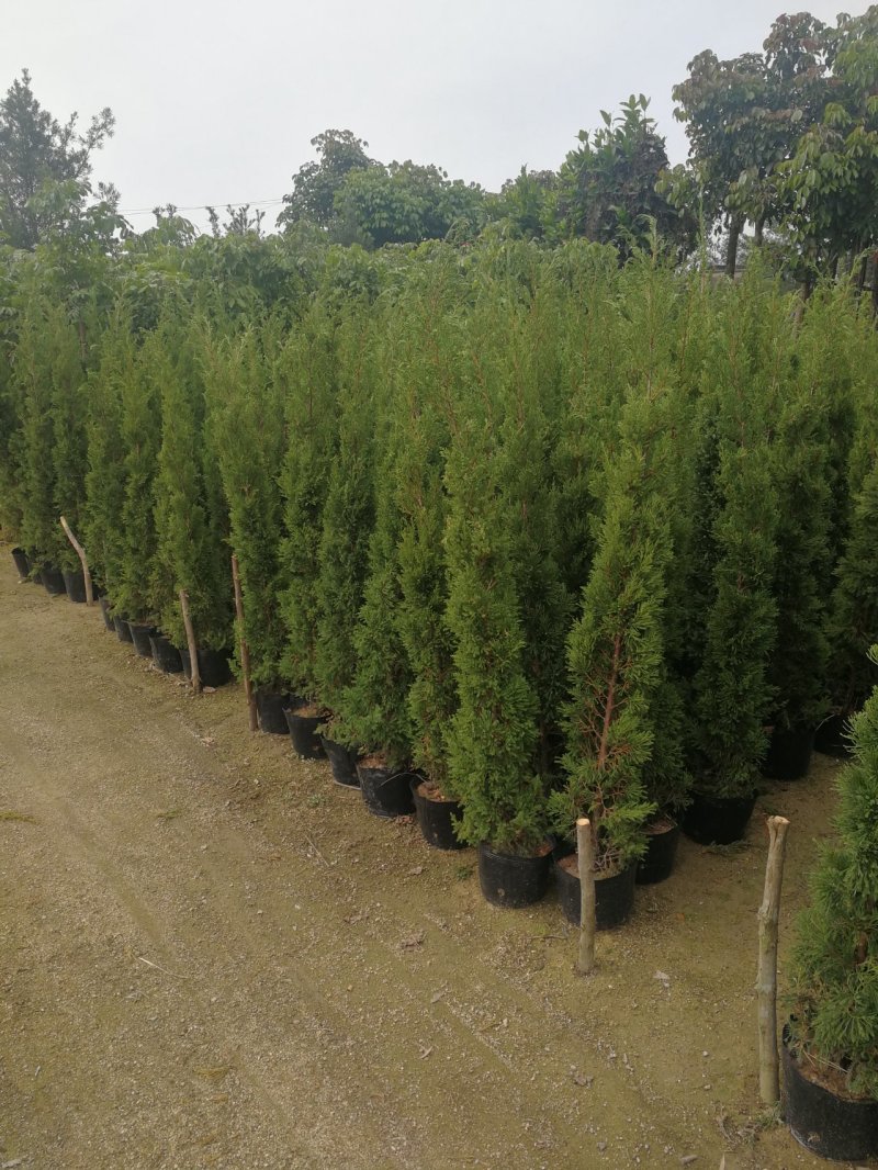 塔松，自然松，袋苗塔松。工程用苗，校园用苗，行道树用苗。