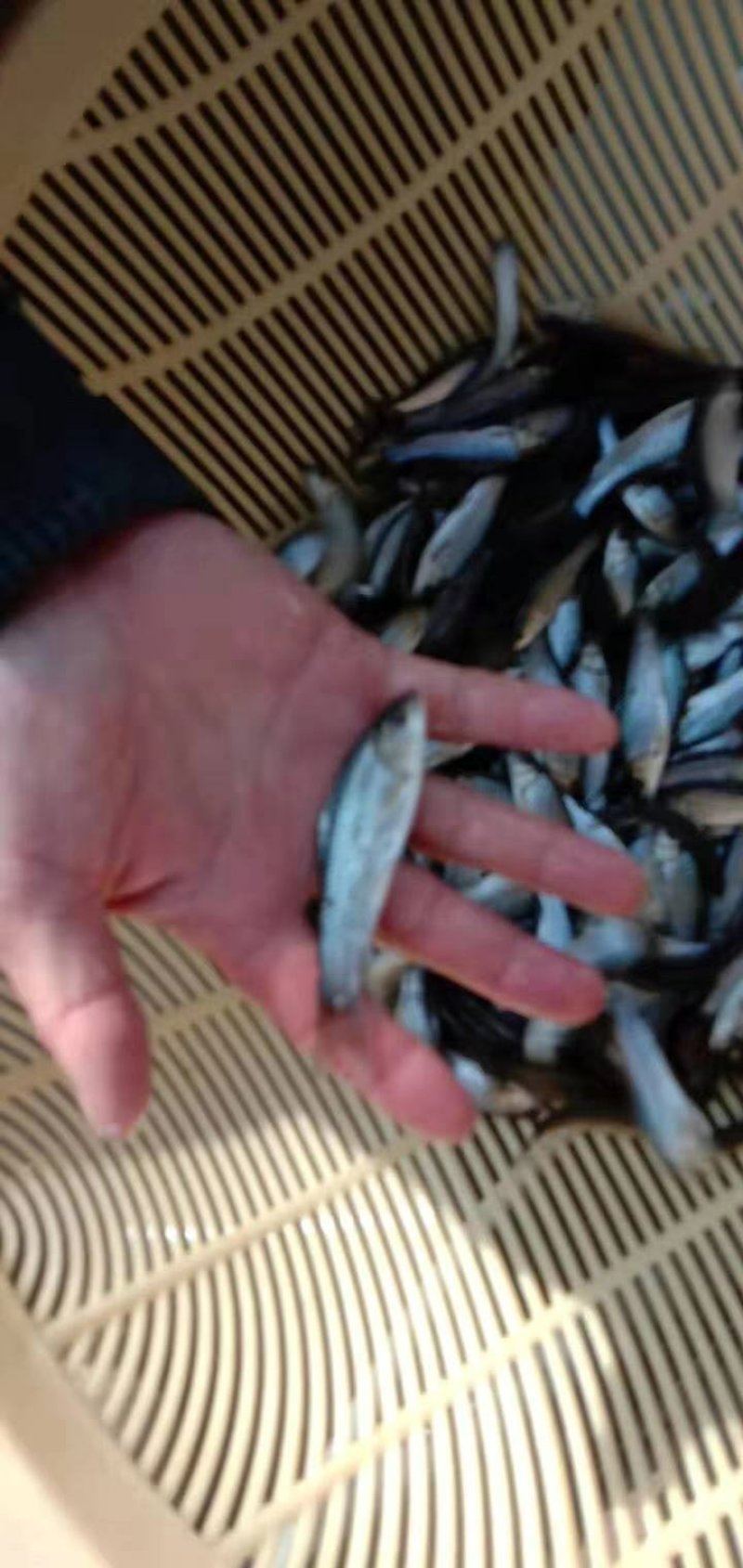中华倒刺鲃鱼苗青波鱼苗光倒刺鲃鱼苗军鱼苗