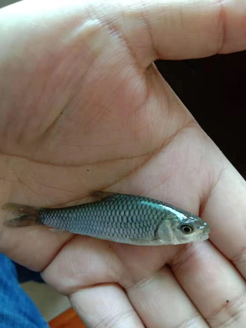 中华倒刺鲃鱼苗青波鱼苗光倒刺鲃鱼苗军鱼苗