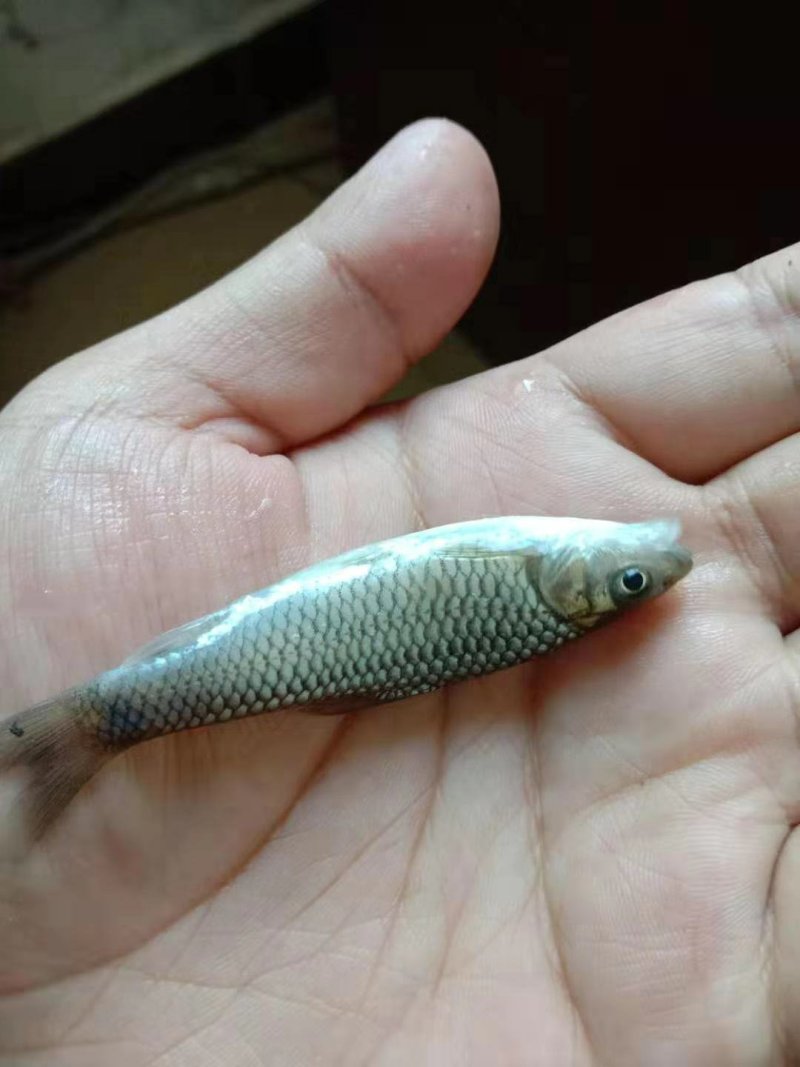 青波鱼苗光倒刺鲃鱼苗中华倒刺鲃鱼苗