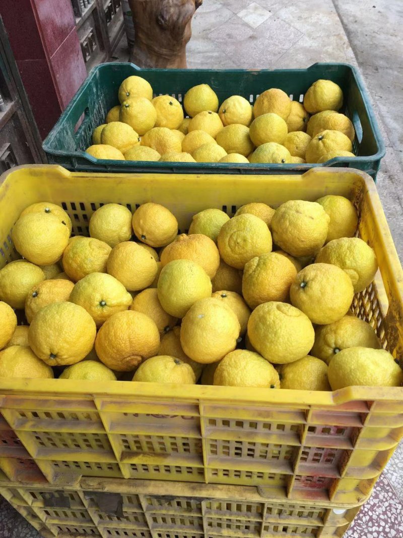 黄金贡柚枝条，可先买样品果后买枝条，提供管理技术
