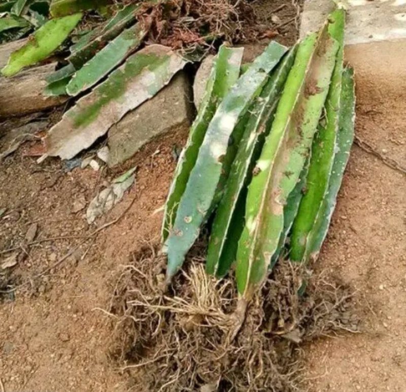 火龙果苗：红心火龙果苗。黄心火龙果苗。死苗补发提供技术